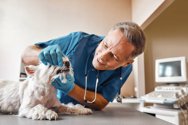 Best Emergency Tooth Extraction in Albany, OR
